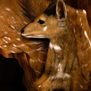 Bushbuck Demaske Shield Taxidermy