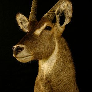 Waterbuck Shoulder Mount Taxidermy