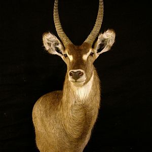 Waterbuck Shoulder Mount Taxidermy