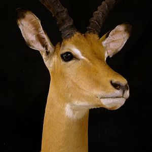 Impala Shoulder Mount Taxidermy