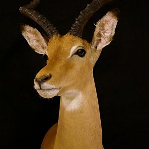 Imapla Shoulder Mount Taxidermy