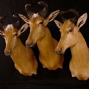 Hartebeest Taxidermy Mount