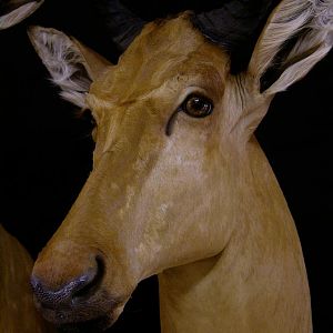 Hartebeest Taxidermy Mount