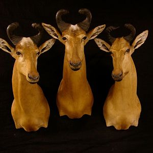 Hartebeest Taxidermy Mount