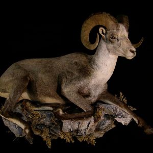 Stone Sheep Full Taxidermy Mount