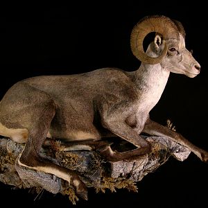 Stone Sheep Full Taxidermy Mount