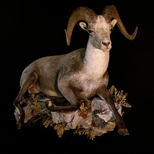 Stone Sheep Full Taxidermy Mount