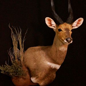 Bushbuck Shoulder Mount Taxidermy