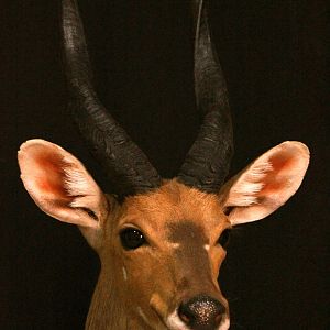 Bushbuck Shoulder Mount Taxidermy