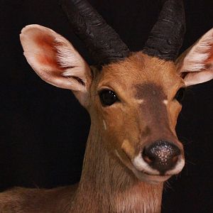 Bushbuck Shoulder Mount Taxidermy