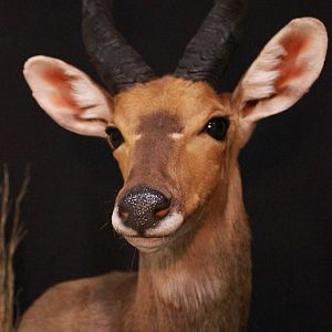 Bushbuck Shoulder Mount Taxidermy