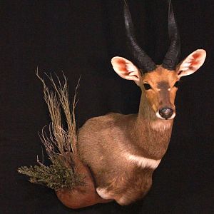 Bushbuck Shoulder Mount Taxidermy