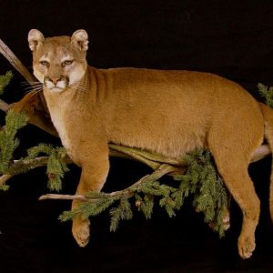 Full Mount Cougar On A Branch Taxidermy