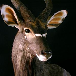 Nyala Ram Shoulder Mount Taxidermy