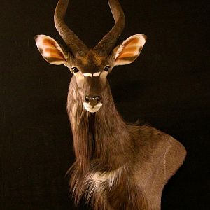 Nyala Ram Shoulder Mount Taxidermy