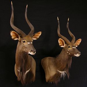 Nyala Ram Shoulder Mount Taxidermy