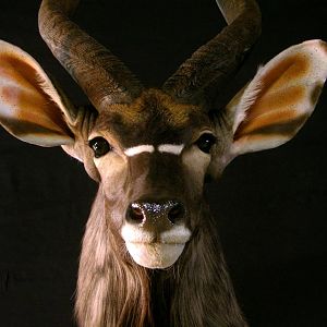 Nyala Shoulder Mount Taxidermy