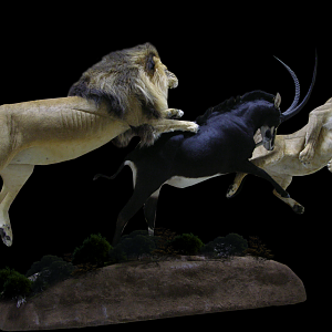 Lion, Lioness & Sable Full Mount Taxidermy Action Scene