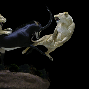 Lion, Lioness & Sable Full Mount Taxidermy Action Scene