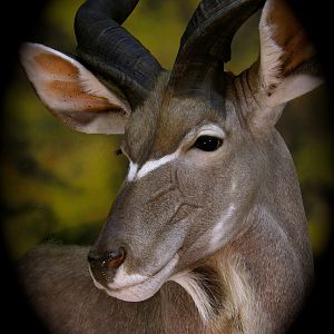 Nyala Shoulder Mount Taxidermy