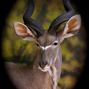 Nyala Shoulder Mount Taxidermy