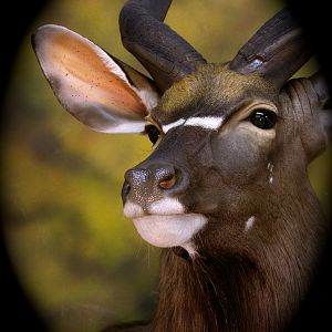 Nyala Shoulder Mount Taxidermy