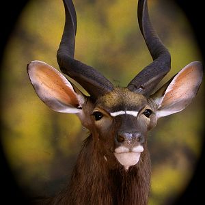 Nyala Shoulder Mount Taxidermy