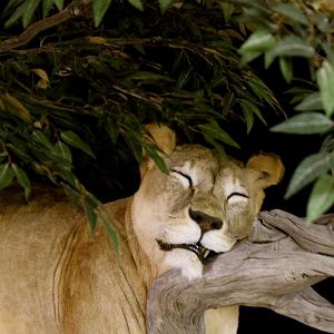 Sleeping Lioness Full Mount Taxidermy Scene