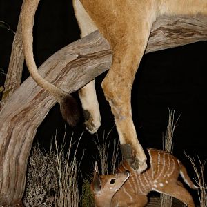 Sleeping Lioness Full Mount Taxidermy Scene