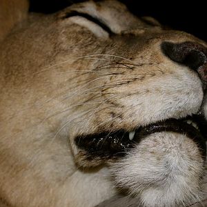 Sleeping Lioness Full Mount Taxidermy Scene