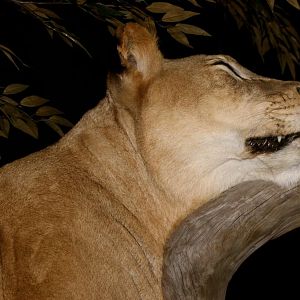 Sleeping Lioness Full Mount Taxidermy Scene