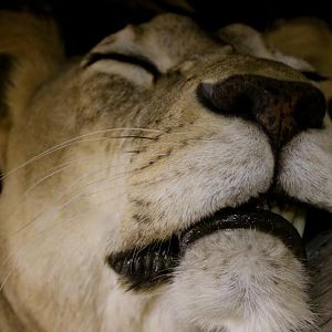 Sleeping Lioness Full Mount Taxidermy Scene