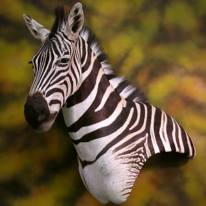 Custom Zebra Wall Pedestal Taxidermy Mount