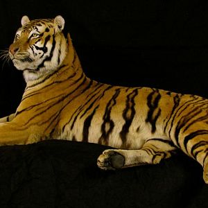 Tiger Full Taxidermy Mount