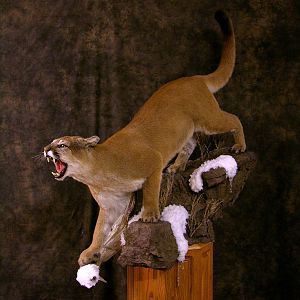 Mountain Lion Full Mount Taxidermy