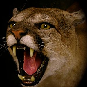 Mountain Lion Full Mount Taxidermy