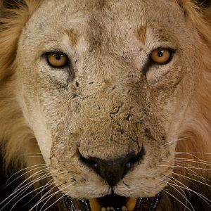 Old Mozambique Lion For Tim Herald Magnum TV Taxidermy