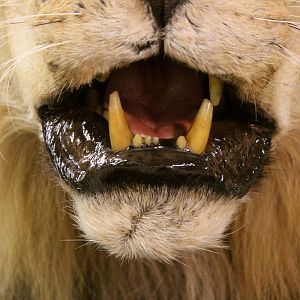 Old Mozambique Lion For Tim Herald Magnum TV Taxidermy