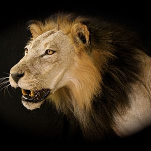 Old Mozambique Lion For Tim Herald Magnum TV Taxidermy