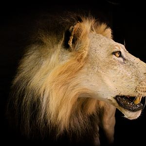 Old Mozambique Lion For Tim Herald Magnum TV Taxidermy