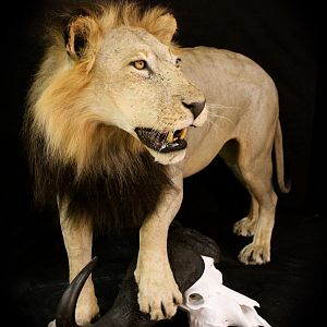 Old Mozambique Lion For Tim Herald Magnum TV Taxidermy