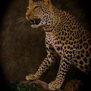 Leopard Taxidermy