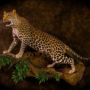 Leopard Taxidermy