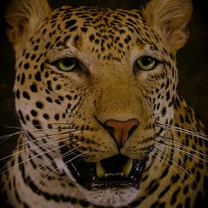 Leopard Taxidermy