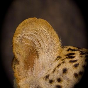 Leopard Taxidermy