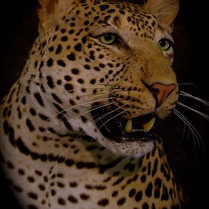 Leopard Taxidermy