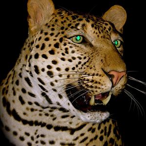 Leopard Taxidermy