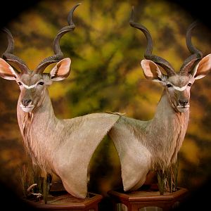 Kudu Taxidermy