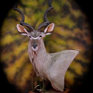 Kudu Taxidermy