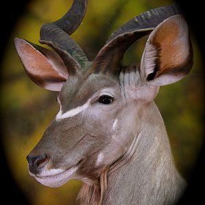 Kudu Taxidermy